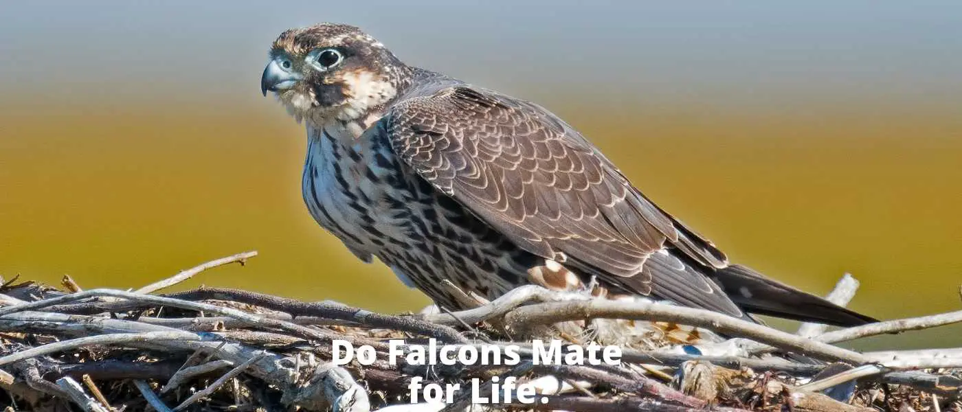 Do Blue Jays Mate for Life? Unveiling the Fascinating Breeding Behaviors of These Striking Birds