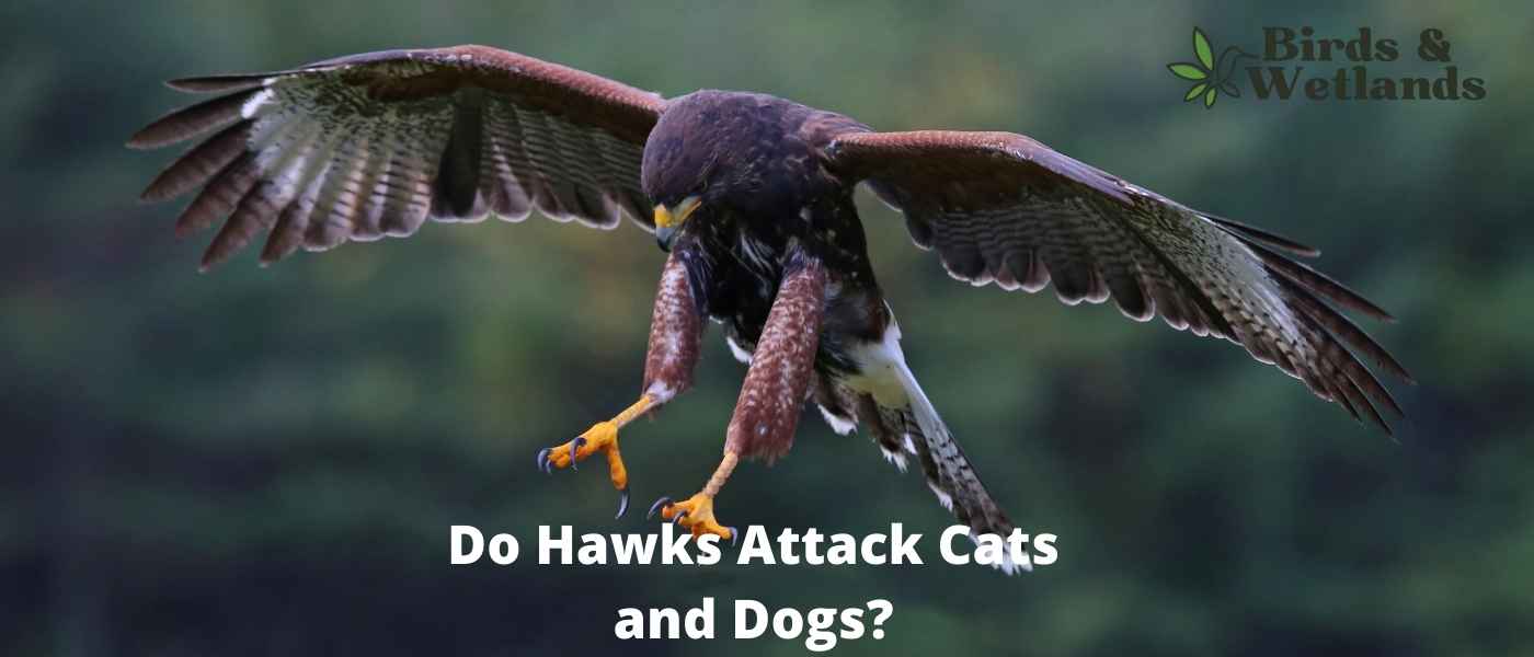 Do Hawks Attack Cats and Dogs? The Reality of Predator Threats