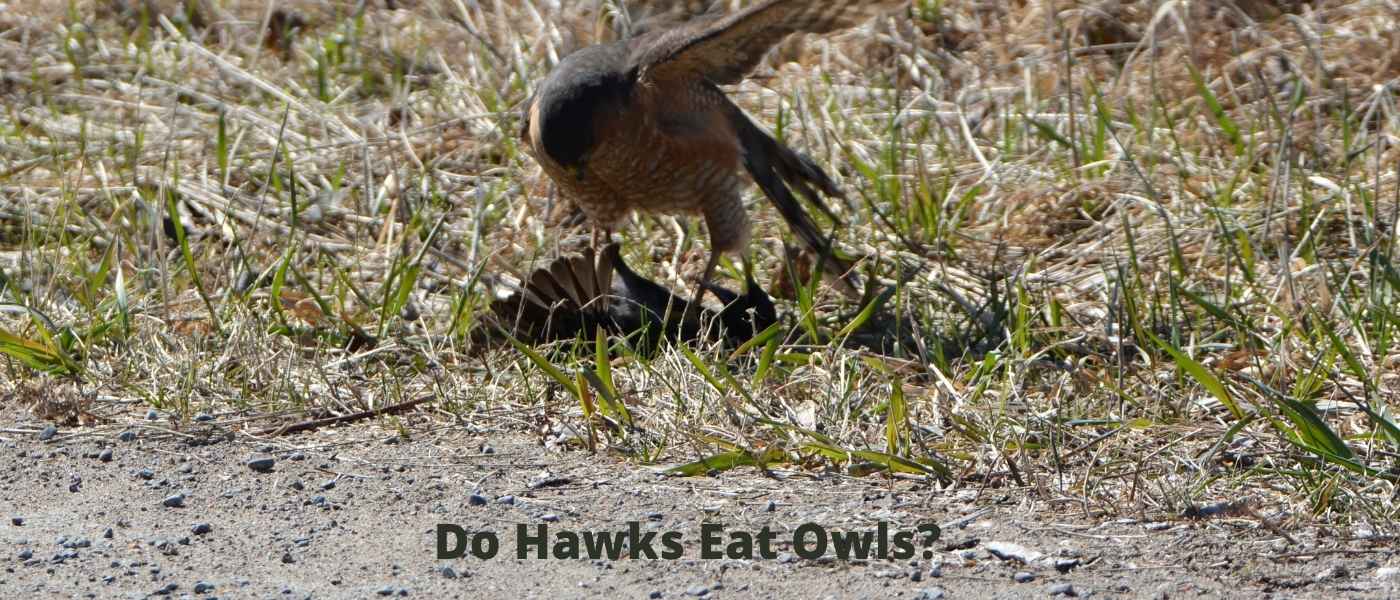 Do Hawks Eat Owls? The Intricacies of Aerial Predation