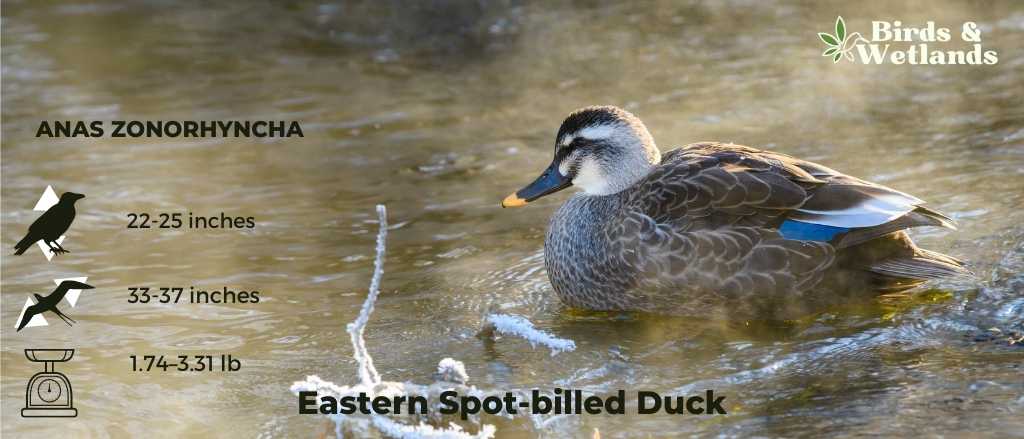 Eastern Spot-billed Duck