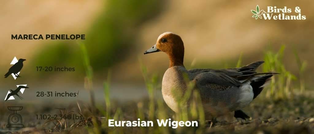 Eurasian Wigeon