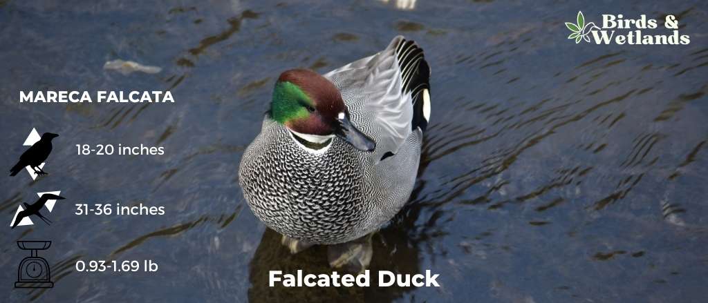 Falcated Duck