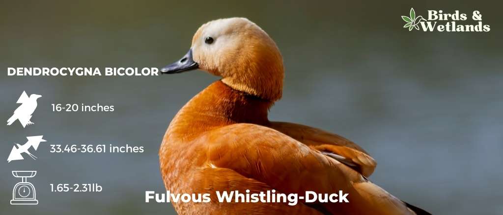Fulvous Whistling-Duck (Dendrocygna bicolor)