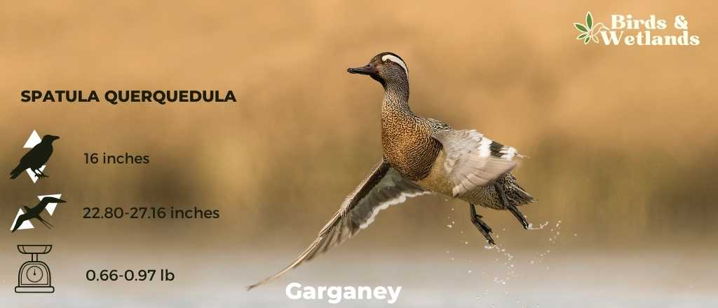 Garganey