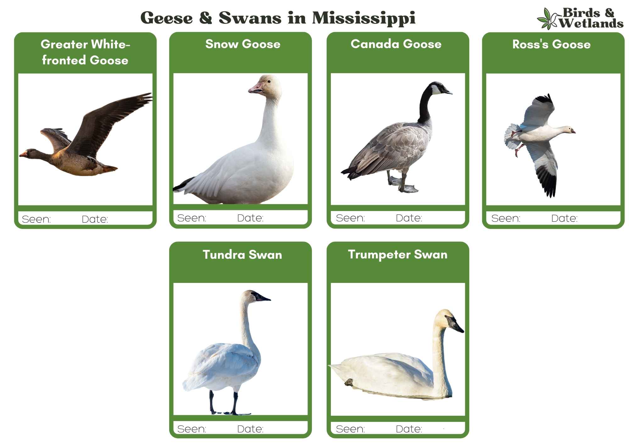 Guide to Geese in Mississippi: Fun Facts, Information & FREE ID Sheet
