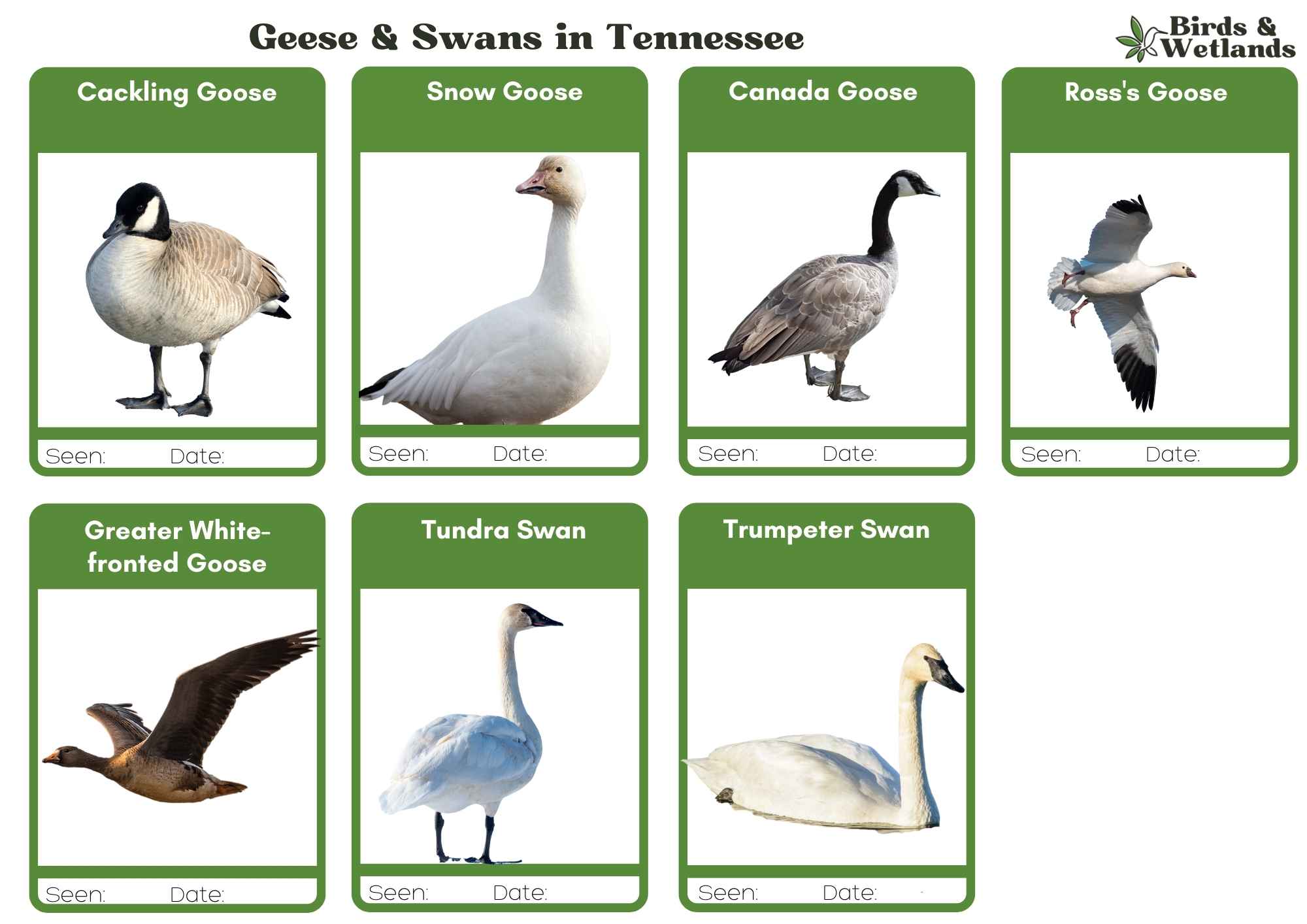 A Guide to Geese in Tennessee: Their Habits and Where to Find Them (FREE ID Sheet)