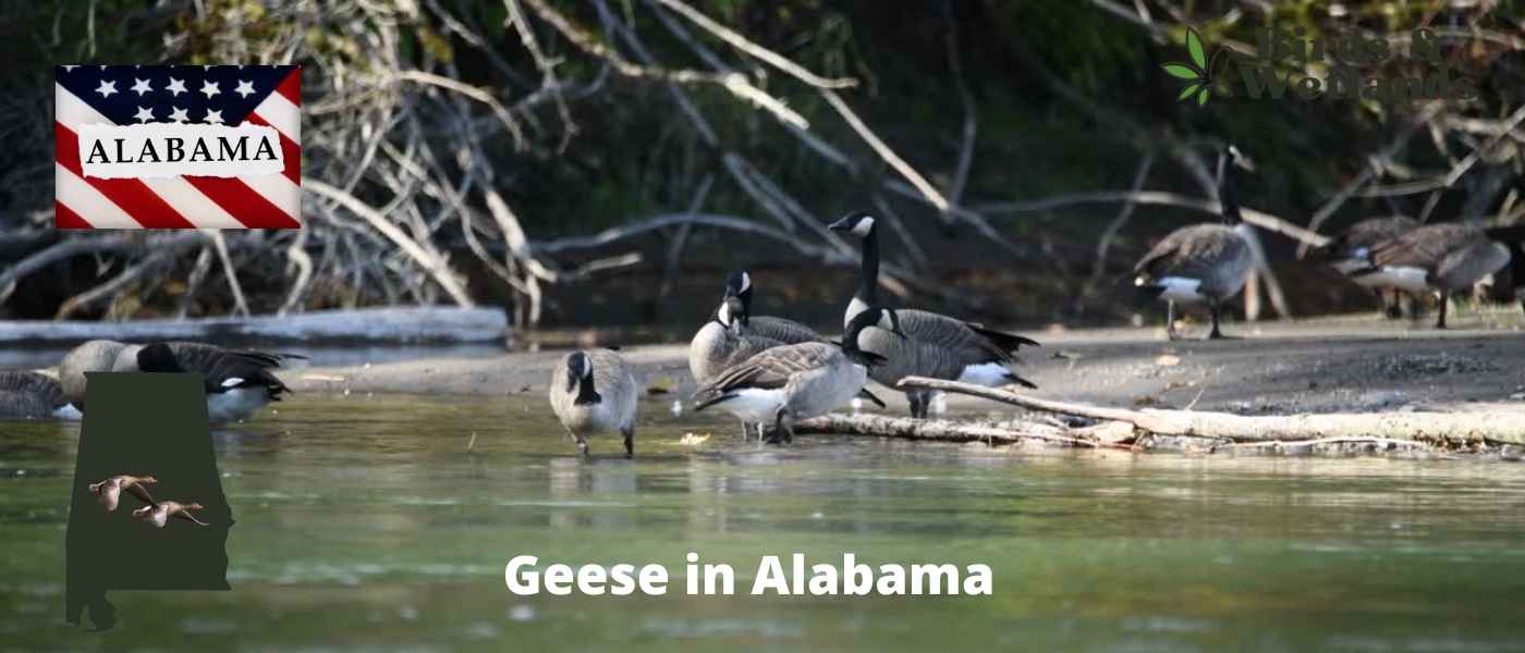 Geese in Utah (7 Types + FREE Photo Guide)