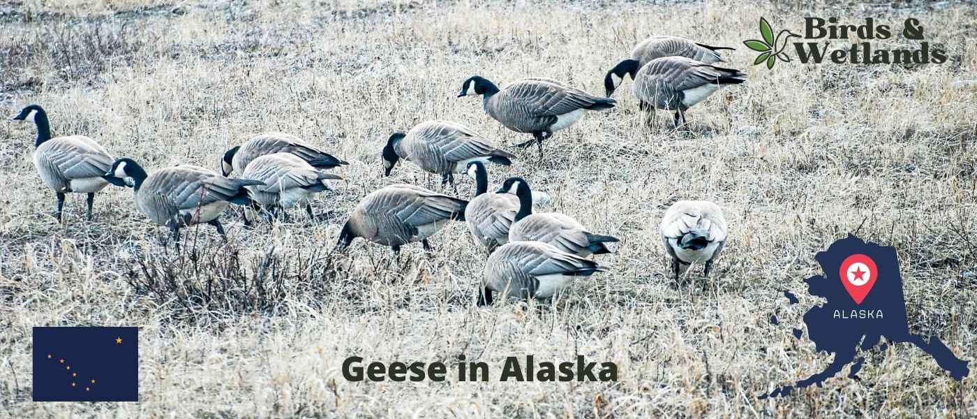 Geese in Alaska A Complete Guide (&amp; Free ID Sheet)