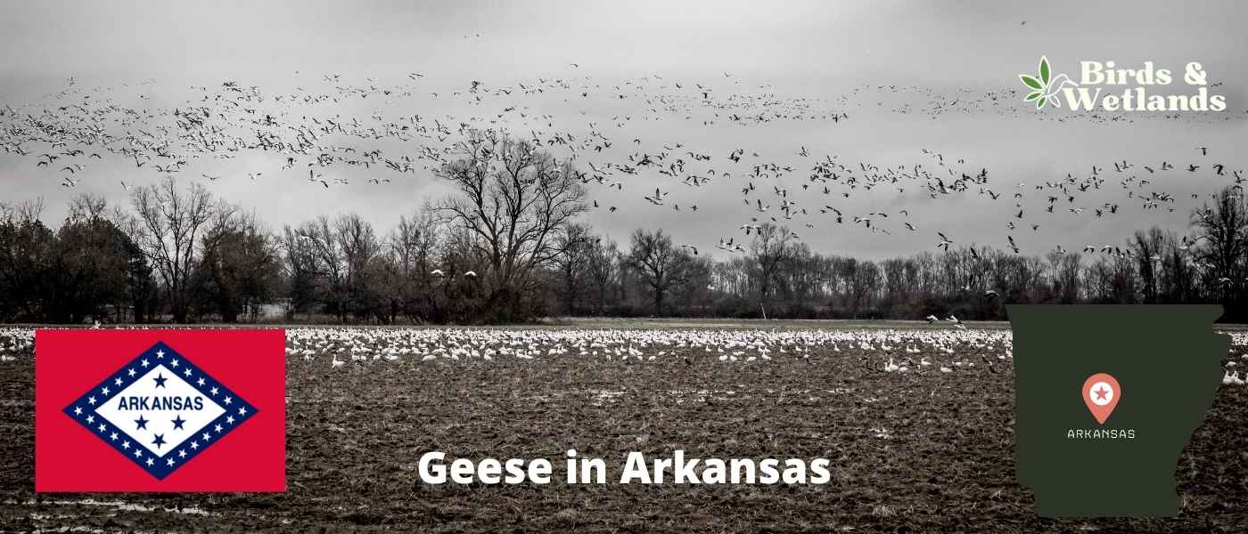 12 Blue Birds in Arkansas (+Free Photo Guide)