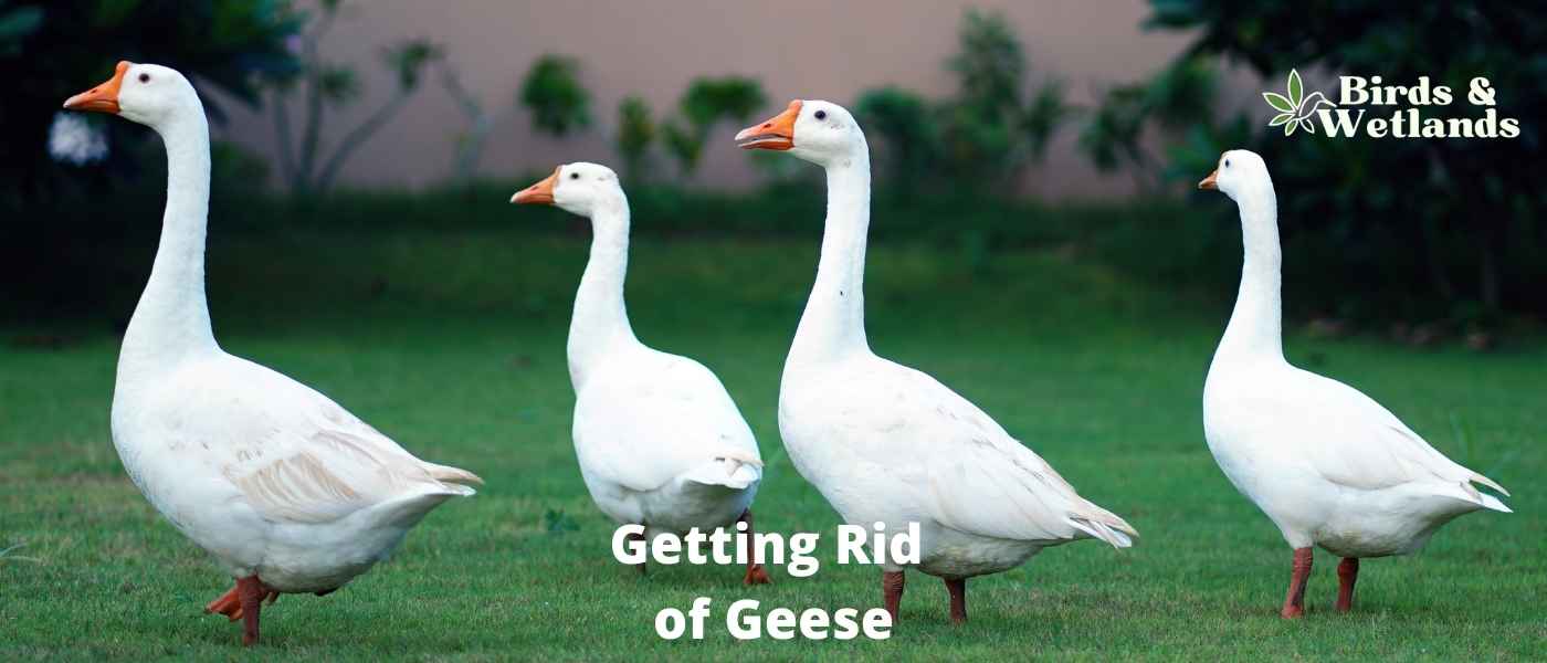 Getting Rid of Geese off Your Property