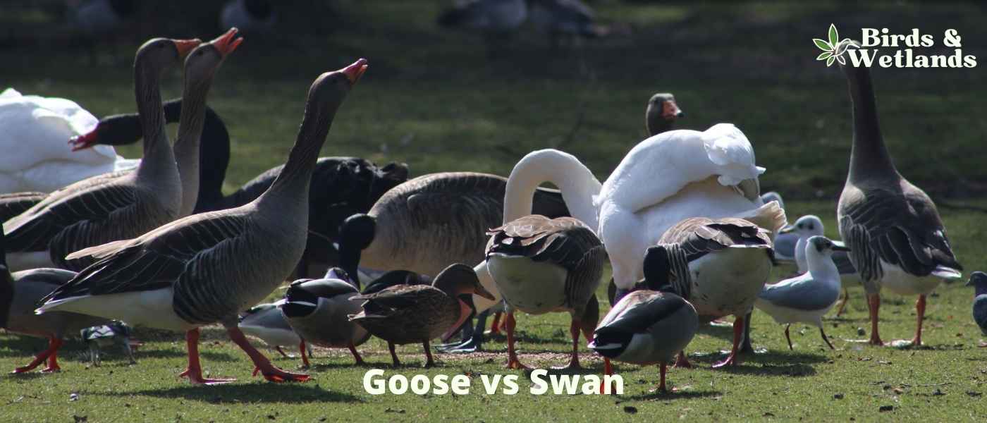 Goose vs Swan: What Is the Difference?