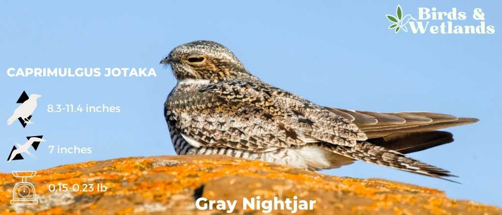 Guardians of the Night: Predators and Threats Facing Barn Owls