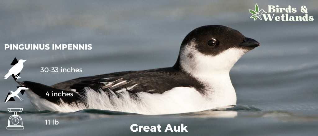 When Can Ducks Go Outside? Transitioning to the Great Outdoors