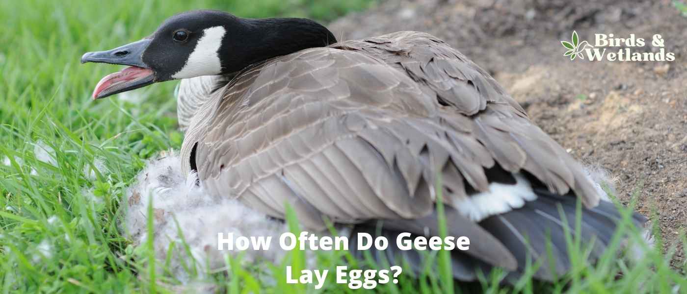 How Often Do Geese Lay Eggs?