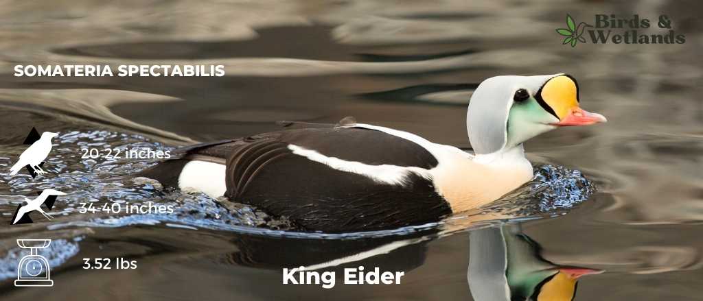 King Eider