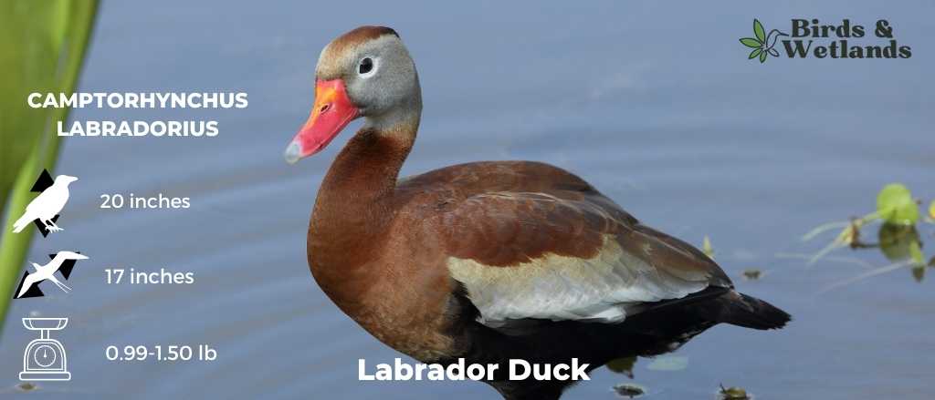 Labrador Duck (Camptorhynchus labradorius)