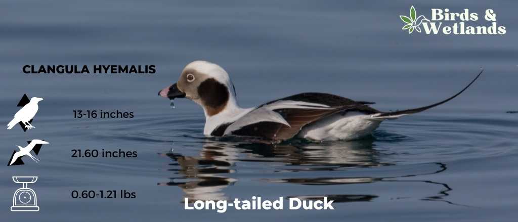 Long-Tailed Duck (Clangula hyemalis)