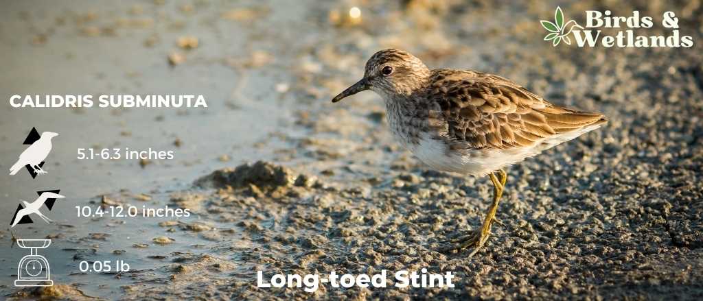 Underwater Duration: How Long Can Ducks Stay Underwater?