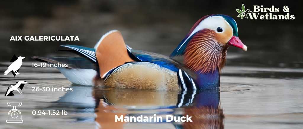 Duck Group Dynamics: What Is a Group of Ducks Called?
