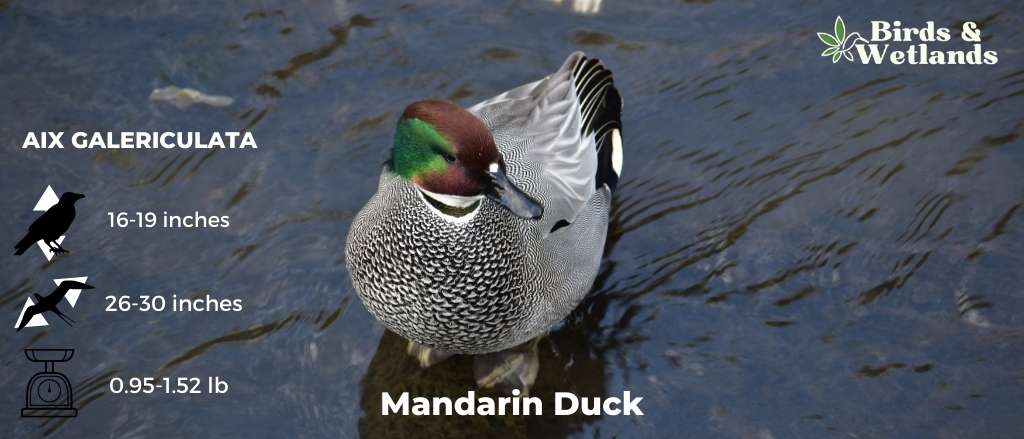 Mandarin Duck (Aix galericulata)