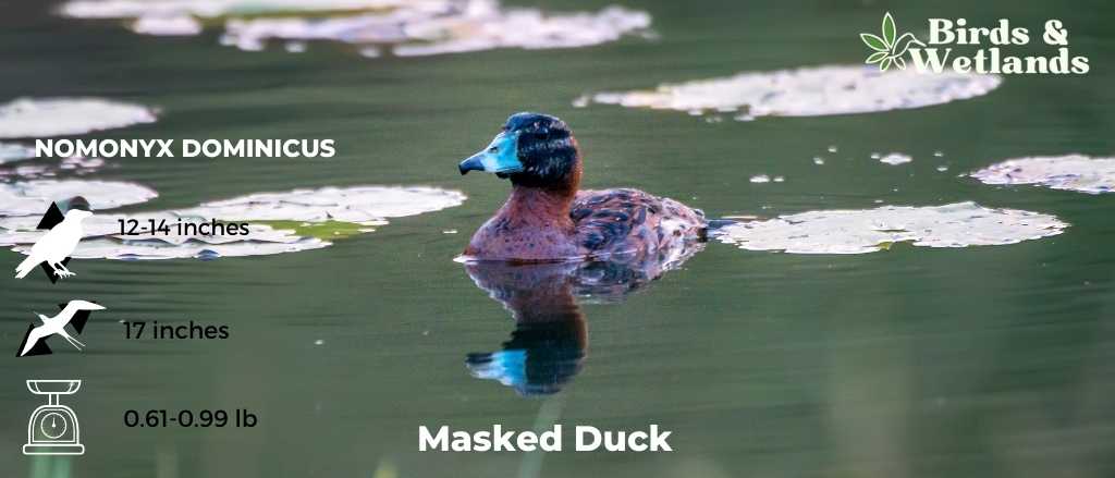 Masked Duck