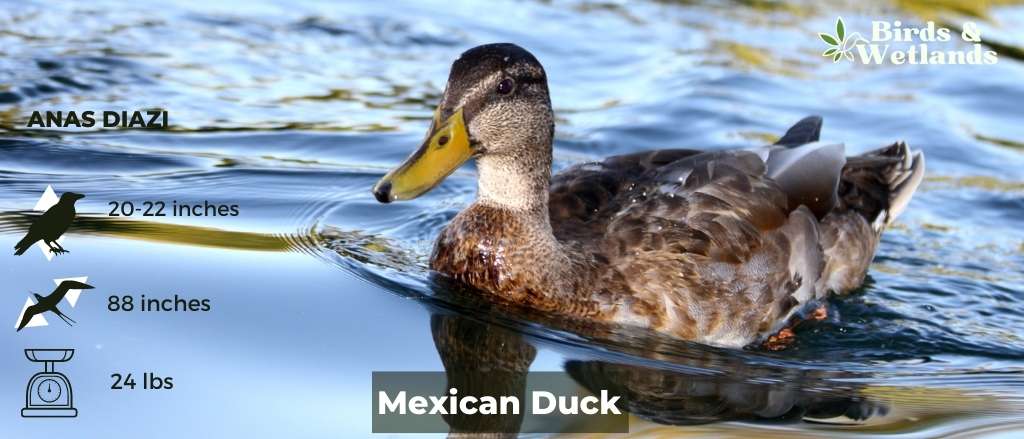 Mexican Duck