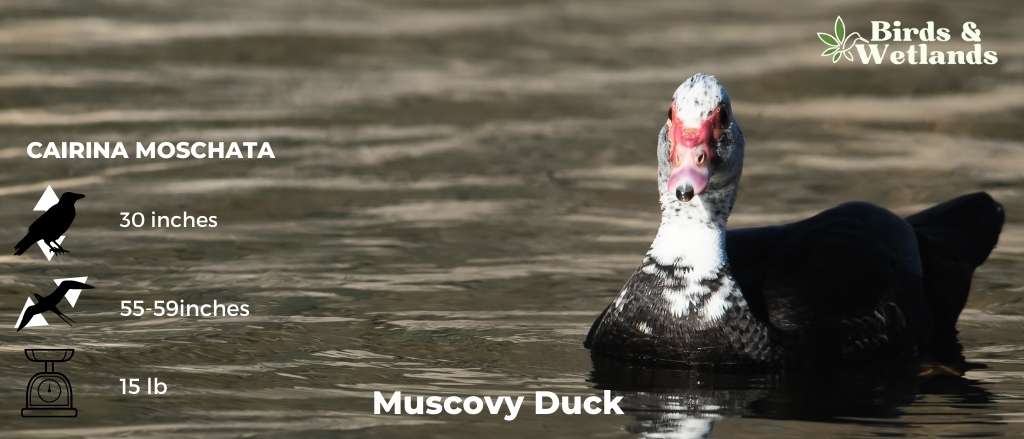 Muscovy Duck