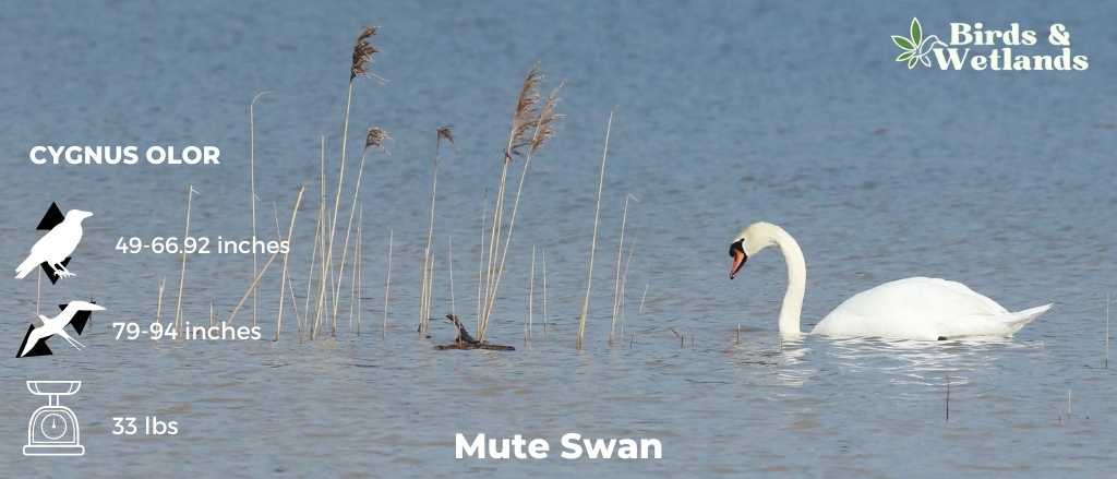 Swan Delicacies: Is It Ethical and Safe to Eat Them?