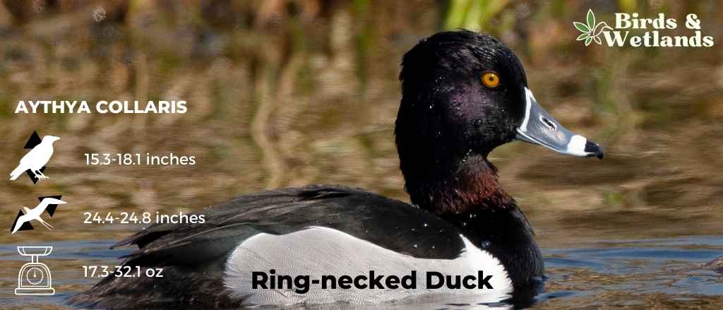 Ring-Necked Duck (Aythya collaris)