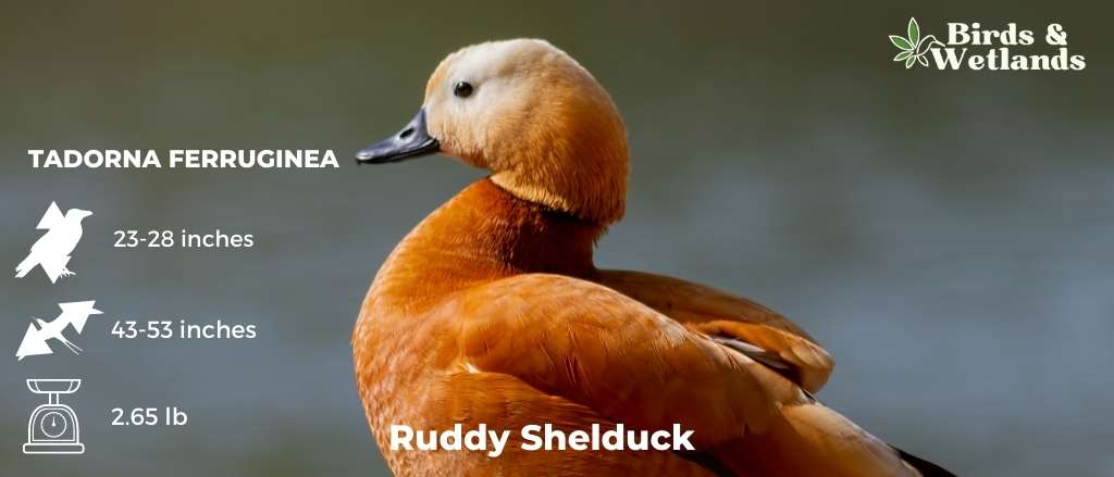 Ruddy Shelduck (Tadorna ferruginea)