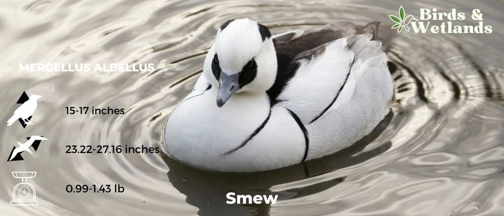 Smew (Mergellus albellus)