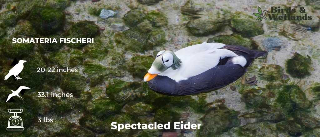 Spectacled Eider