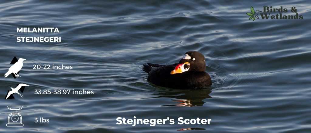 Stejneger’s Scoter (Melanitta stejnegeri)