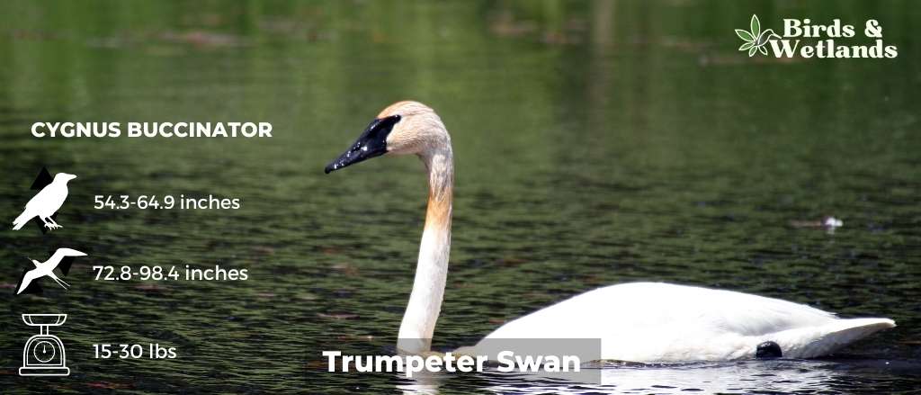 Trumpeter Swan (Cygnus buccinator)
