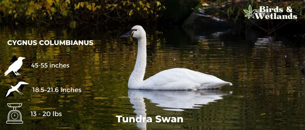 100+ Cute Swan Names for Your Birds