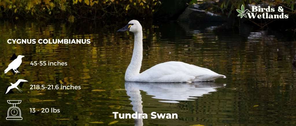 Tundra Swan (Cygnus columbianus)