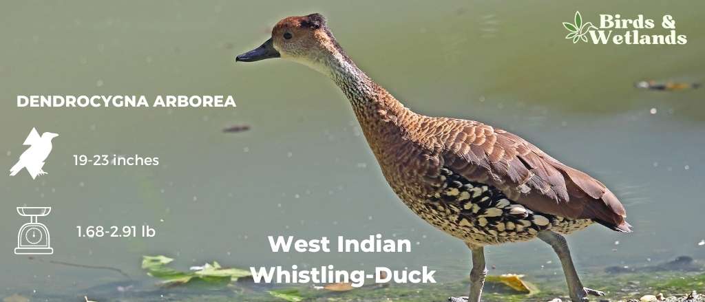 Ducks In West Virginia (29 Types!)