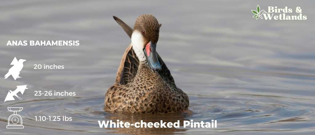 White-Cheeked Pintail (Anas bahamensis)