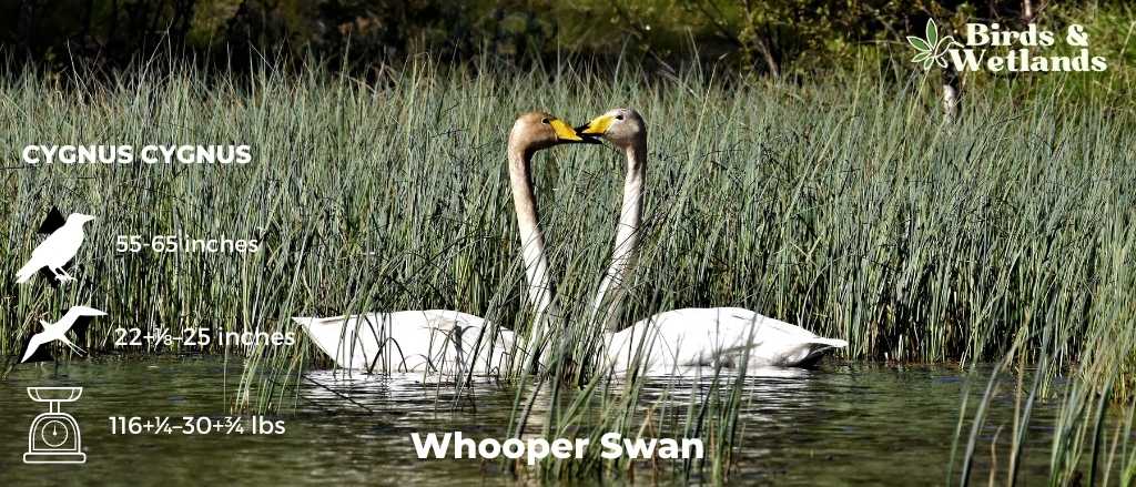 Whooper Swan (Cygnus cygnus)