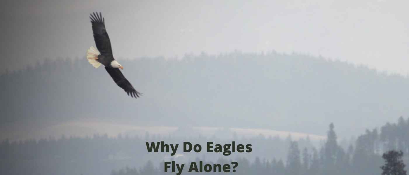 Why Do Eagles Fly Alone? Solitude in the Skies Explained