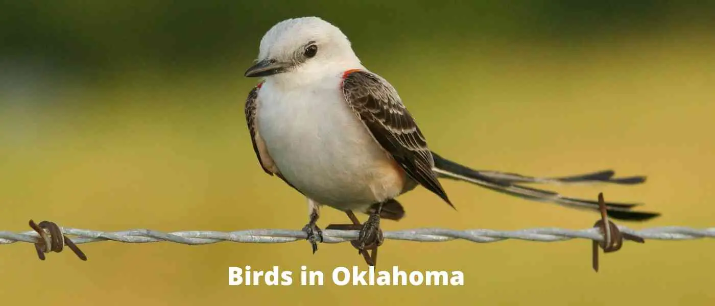 11 Majestic Hawks in Oklahoma (+ Photo Guides)