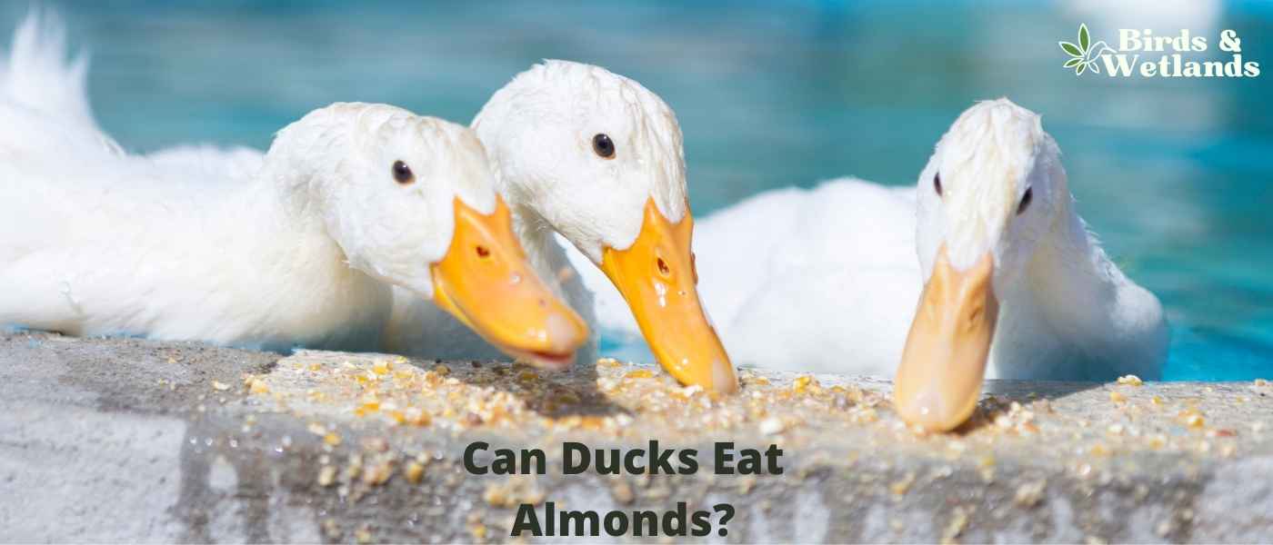 Grape Expectations: Can Ducks Eat Grapes?