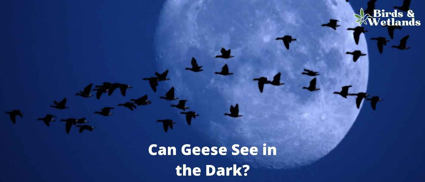 Listening in the Dark: The Acoustic Wonders of Owl Ears