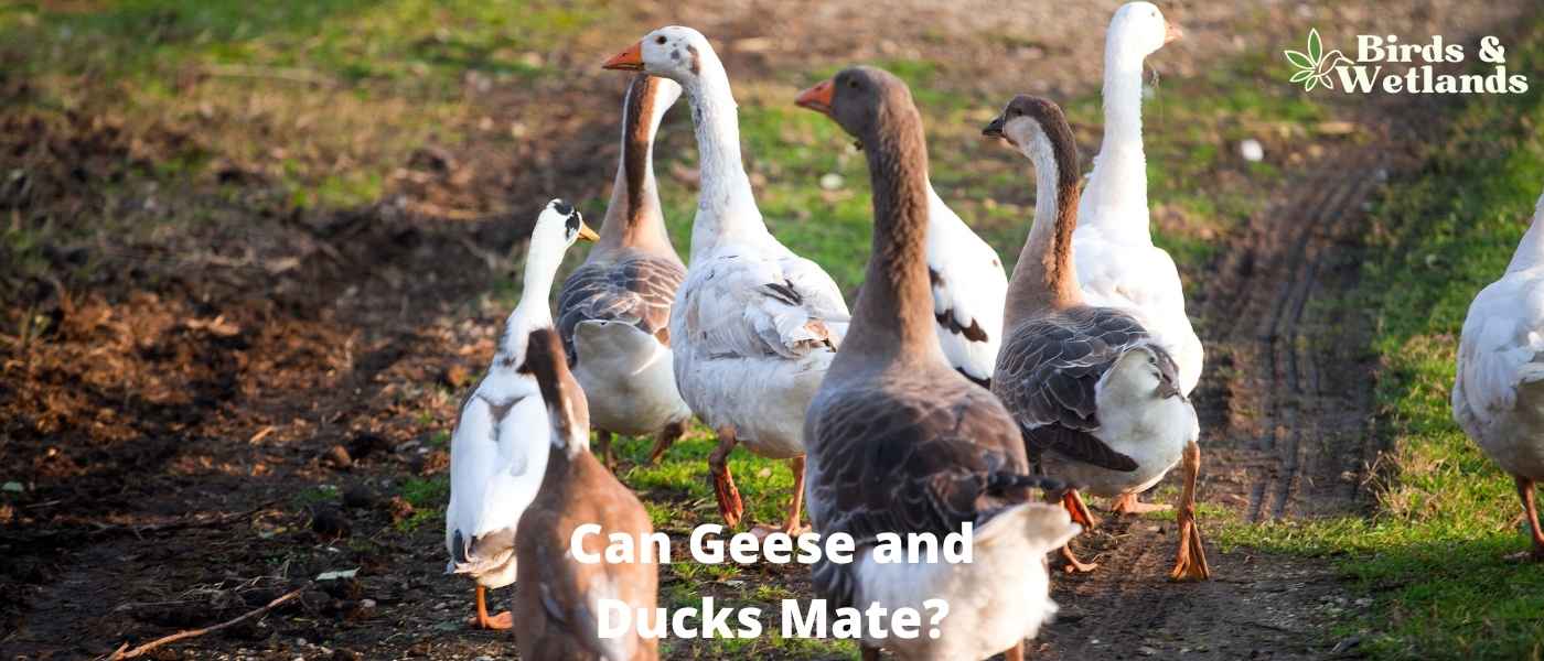 Can Geese and Ducks Mate? Unraveling Bird Mating Mysteries