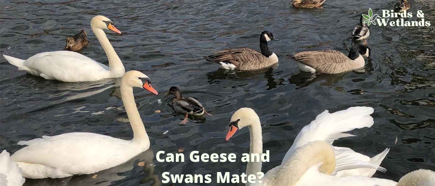 Can Geese and Swans Mate? The Science of Waterfowl Breeding
