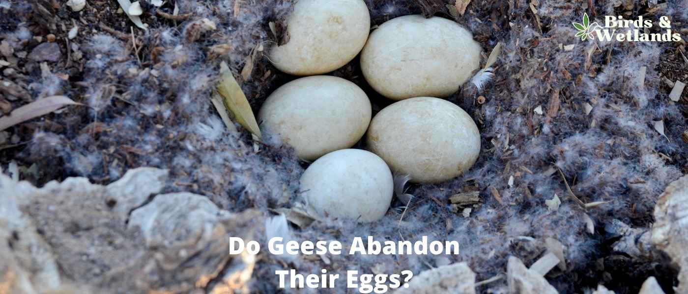 Do Geese Abandon Their Eggs? Insights into Nesting Behaviors