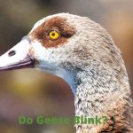 Do Geese Blink? ( The Surprising Science Behind This Question)