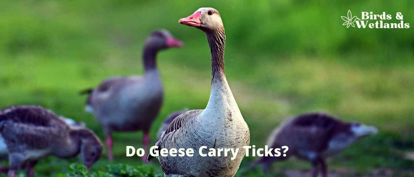Do Geese Carry Ticks? What Bird Lovers Should Know