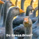 Do Geese Drool? Decoding Their Behavior