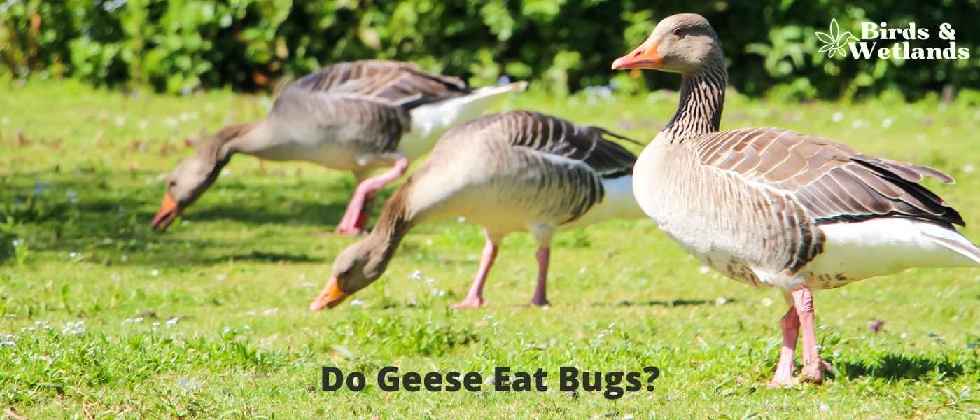 Do Geese Eat Bugs? A Dive into Their Dietary Habits